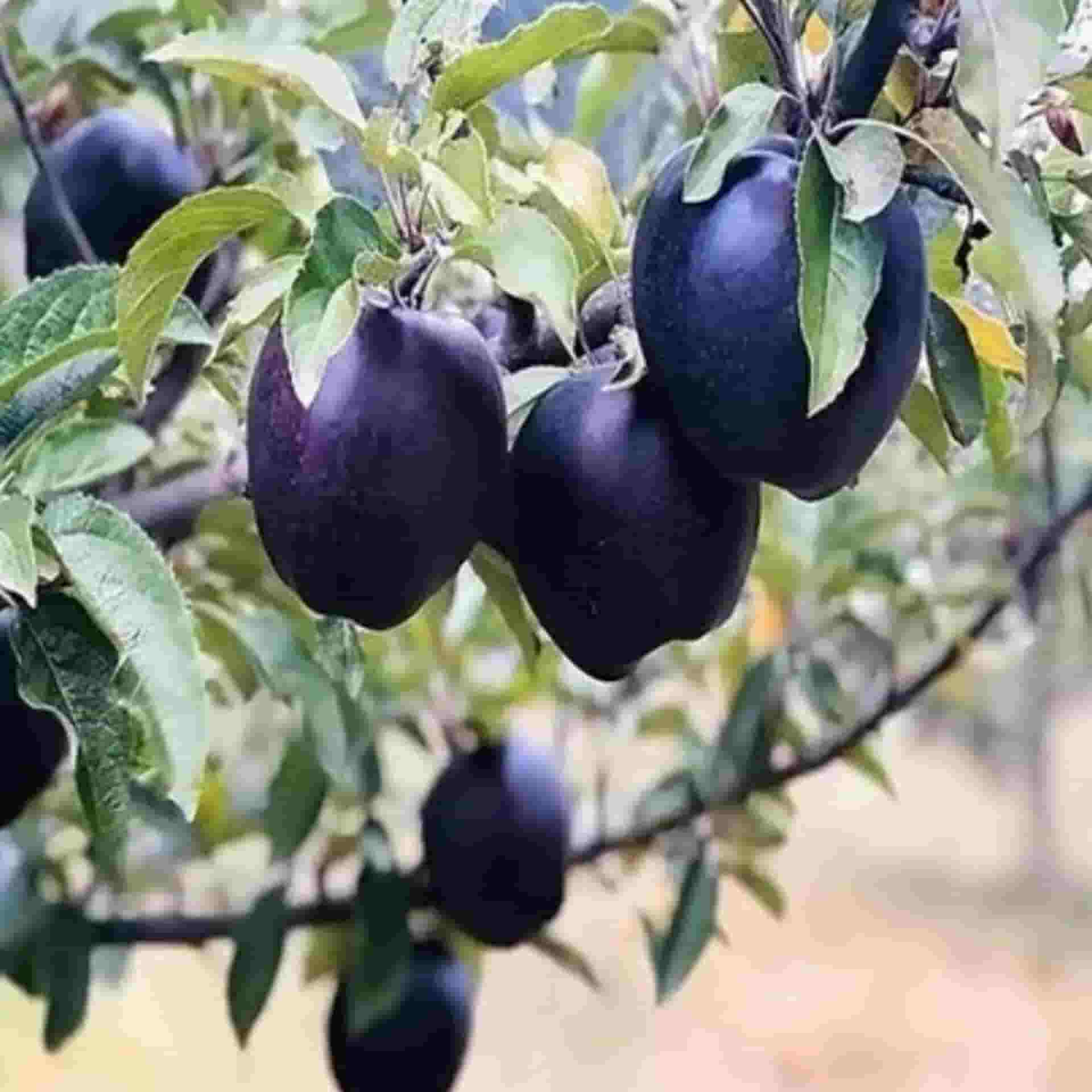 سیب سیاه کمیاب با ظاهر خاص و طعم شیرین طبیعی